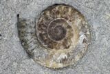 Ammonite (Promicroceras) Fossils - Lyme Regis #103026-2